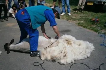 Sheep shearing