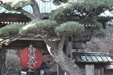 Kamakura's Hase Temple in January