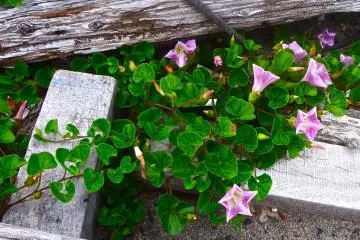 The flowers that grow here are tough yet pretty.