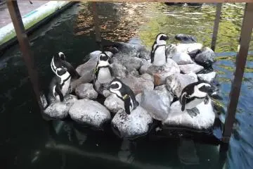 <p>Some penguins who seem not to fancy the water</p>