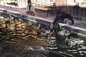 <p>Feeding the ducks</p>