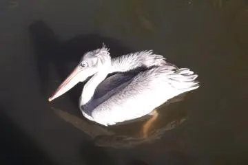 <p>I wouldn't want a bite from that big beak</p>