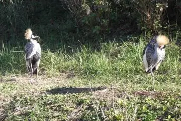<p>Secretary birds? I'm not sure what these are</p>