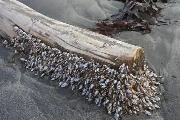 Beachcombers often find treasures from the sea
