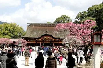 Floraison de Pruniers à Dazaifu
