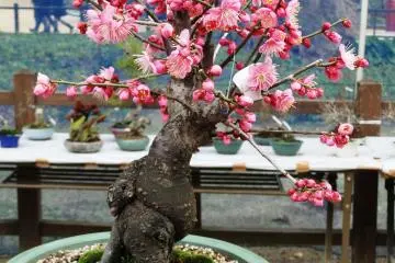 <p>Un prunier bonsai</p>