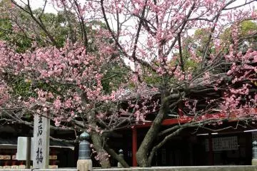 <p>La plupart des p&eacute;tales des fleurs de pruniers sont roses mais on peut &eacute;galement en trouver des blanches</p>