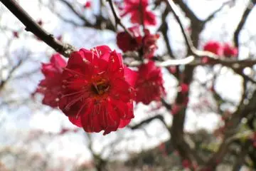 <p>L'une des plus sombres teintes de fleurs du sanctuaire</p>