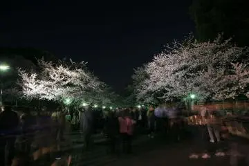 <p>Night time cherry blossom viewing is quite popular</p>