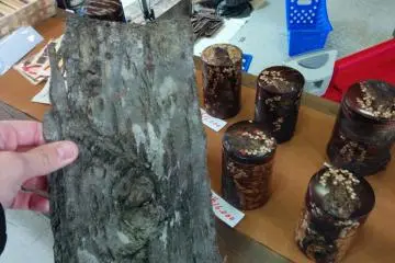 야마자쿠라(산 벚꽃)는 아키타 현에서만 만든 전통 공예품