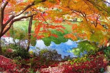 Autumn Leaves at Kojo Park