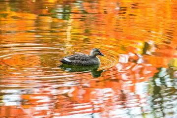 Duck