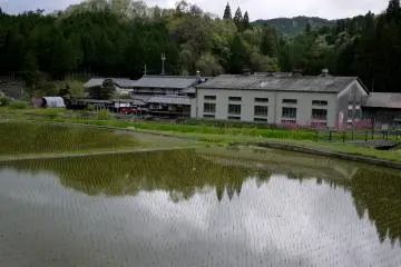 <p>Newly planted rice</p>