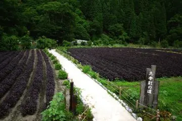 ทุ่งชิโสะ (งาหม่อนแดง) หลังร้าน Doishibazuke 