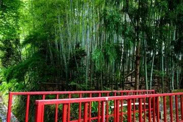 กอไผ่ตัดกลับสีแดงสดของสะพาน