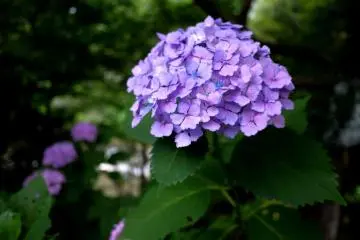 วัด Sanzen-in ในโอะฮะระมีชื่อเสียงสำหรับดอกไฮเดรนเยีย