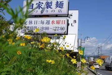 <p>Yellow cosmos on the roadside</p>