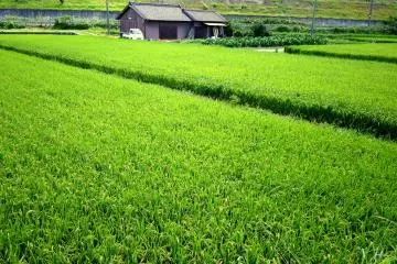 <p>In&nbsp; August the heads of grain have formed in this rice field</p>
