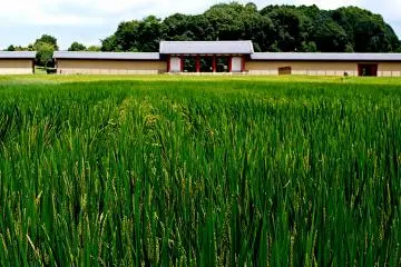 <p>View over a rice field of the wall around the reconstructed Heijo palace at Nara</p>