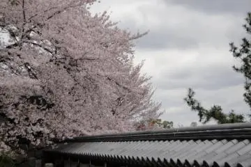 <p>Weeping Cherry เหนือกำแพงปราสาท</p>