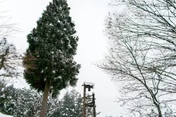 <p>A very tall tree next to a bell.</p>