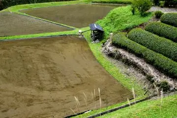 <p>นาข้าวที่ถูกปล่อยน้ำให้ท่วมนา เตรียมพร้อมสำหรับเพาะปลูก</p>