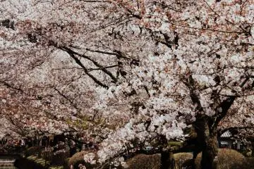 <p>The Philosopher's Path is definitely a must-see in April.</p>