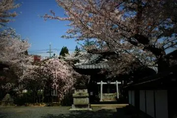 <p>There are plenty of other places to see cherry blossoms in Kyoto, however. You just cannot choose wrong as everywhere looks amazing. This time I found myself strolling somewhere around the base of Yoshida mountain.</p>