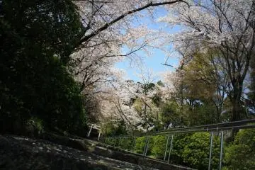 <p>Plenty of cherry trees to take pictures of ...</p>
