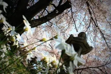 <p>... as well as early spring flowers.</p>