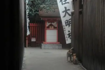 Down the Alley
