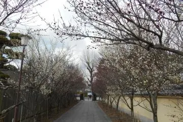 <p>Pohon prem bermekaran di kuil&nbsp;Yakushi-ji</p>