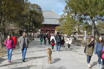 <p>Seekor rusa di jalanan mengarah ke&nbsp;Todaiji</p>