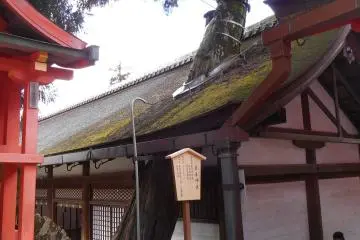 <p>Pohon suci di&nbsp;Kasuga Taisha</p>