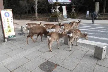 <p>Rusa-rusa menunggu di tanda penyeberangan</p>