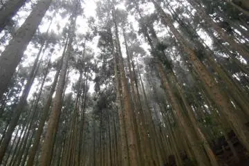 <p>A mystical forest in Totsukawa</p>