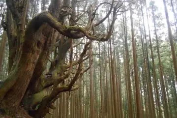<p>The master of the forest</p>