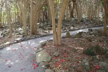 Camelias forest