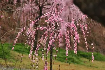 <p>Elegantly shaped weeping red plum tree! It looks like a painting on some Japanese sliding doors.</p>
