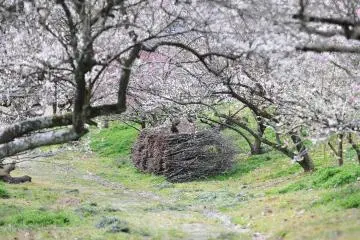 <p>Neat stack of firewood at the entrance of the plum tree tunnel!</p>