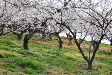 <p>Wind travels through the plum tree tunnel and the sweet flagrance of plum blossoms fills the air</p>