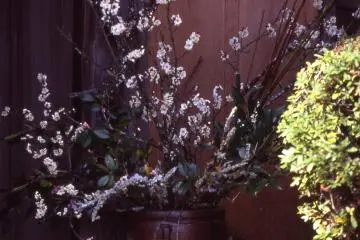 <p>Impressive pottery jar full of blossom placed at the gate of an old house!</p>
