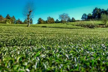 <p>Up close and personal with a tea field</p>