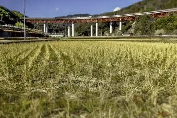 <p>Some rice fields located a couple of hundred meters away from the endpoint, Yaga Station</p>