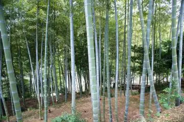 <p>A grove of bamboo sits up on the hill at the garden's edge</p>