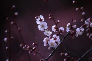 So Japanese!