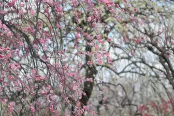 Playing in a spring haze