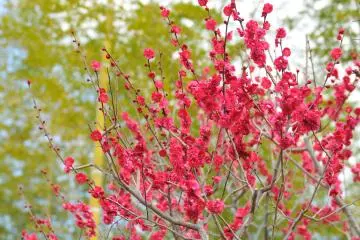 Brilliant plum blossoms with young bamboo trees in the background