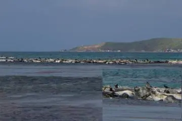 Seals!