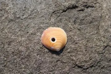 Perforated shells